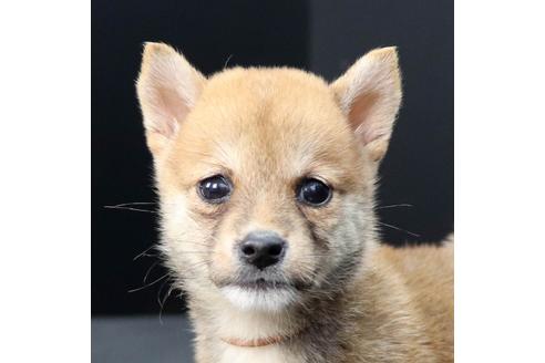 成約済の愛知県の柴犬-107538の1枚目